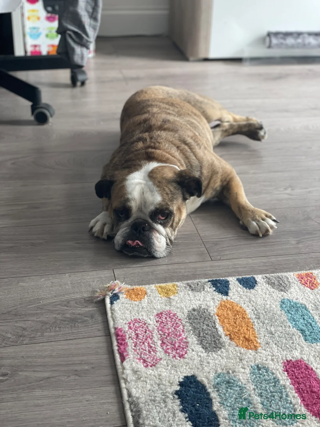 English Bulldog dogs for sale: English bulldog - Advert 2