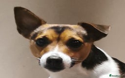 Jack Russell dogs for sale: Super quality vet docked working Jack Russells - Image 16