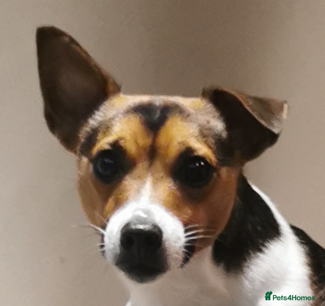 Jack Russell dogs for sale: Super quality vet docked working Jack Russells - Image 16