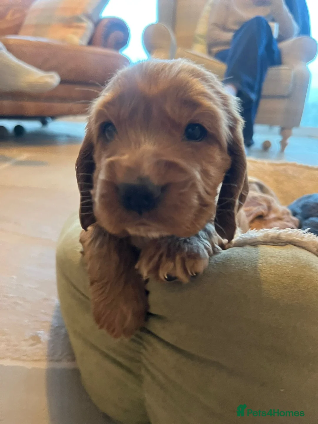 Cocker Spaniel dogs for sale: Cocker Spaniel Show Type Puppies  - Advert 7