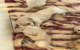 Golden Retriever dogs for sale: Gorgeous golden retriever puppies for sale - Image 5