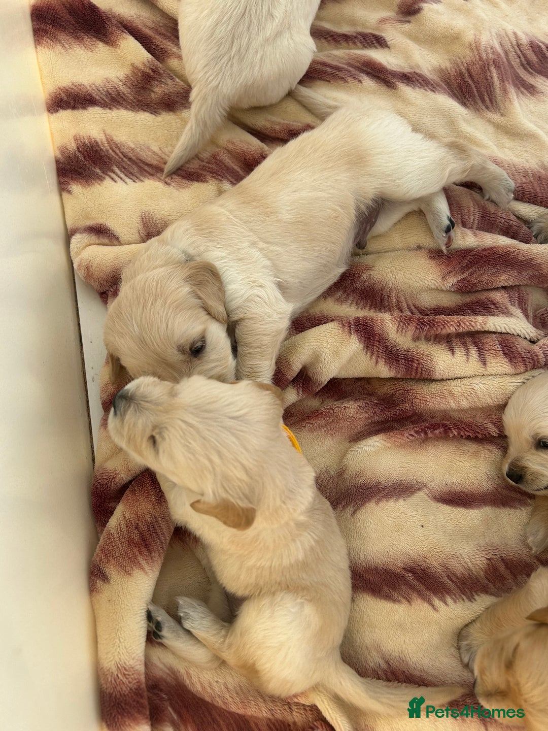 Golden Retriever dogs for sale: Gorgeous golden retriever puppies for sale - Image 5