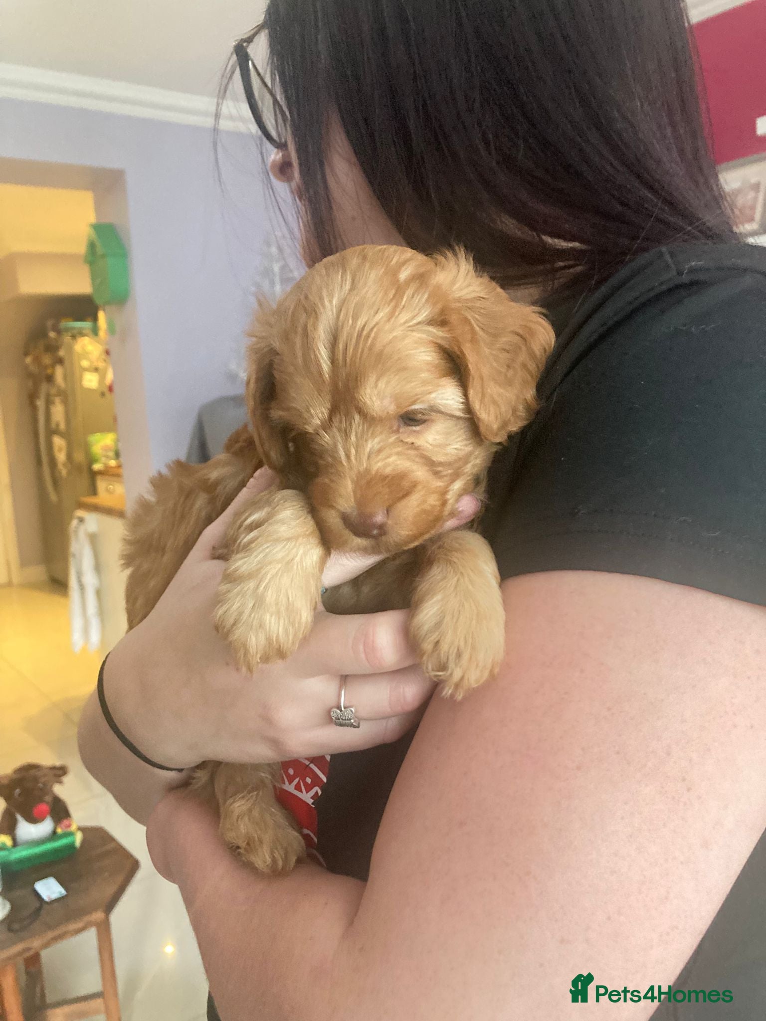 Cockapoo dogs F2 Cockapoos Puppies Gloucester - Advert 2