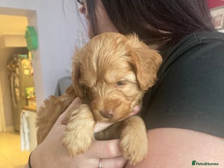 Cockapoo dogs F2 Cockapoos Puppies Gloucester - Advert 2