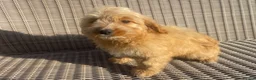 Cockapoo dogs for sale: Ready NOW F1 toy cockapoos - Advert 6