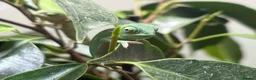 Chameleon reptiles for sale: Yemen Chameleon Babies ✅ 🦎 in Dunmow - Advert 9