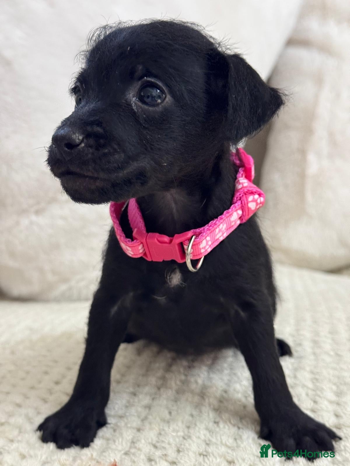 Patterdale Terrier dogs Rough curly coated full patterdales - Advert 2