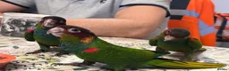 Parakeets birds for sale: Semi tame male blue throated conures - Advert 3