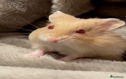 Hamster rodents for sale: Russian Dwarf Hamster  - Image 2