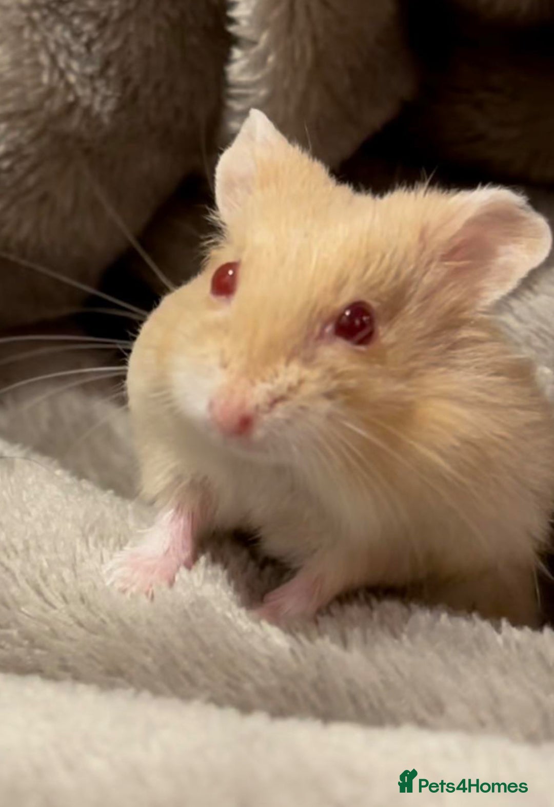Hamster rodents for sale: Russian Dwarf Hamster  - Image 2