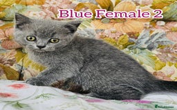 British Shorthair cats for sale: British shorthair kittens for sale - Image 5