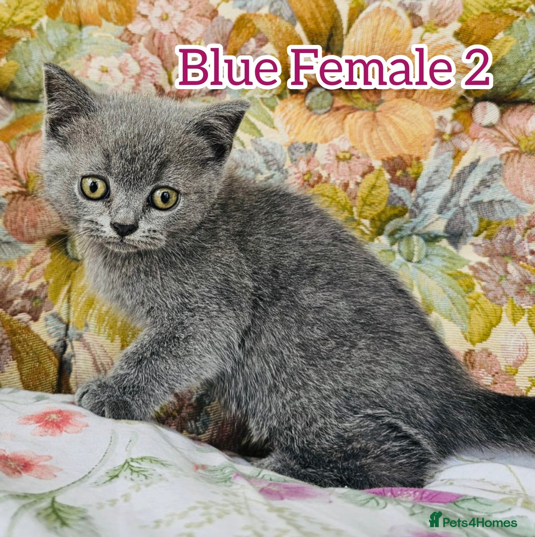 British Shorthair cats for sale: British shorthair kittens for sale - Image 5