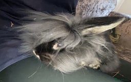 Mixed Breed rabbits for sale: 6 fluffy bunnies in Goole - Image 6