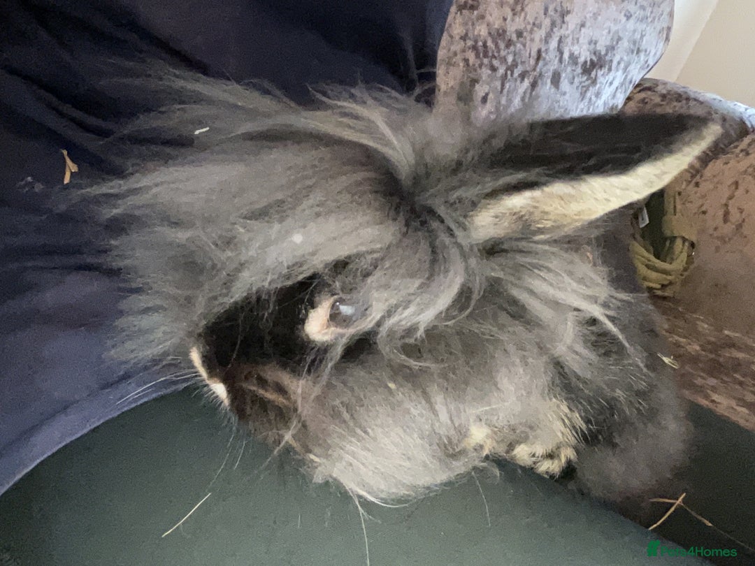 Mixed Breed rabbits for sale: 6 fluffy bunnies in Goole - Image 6