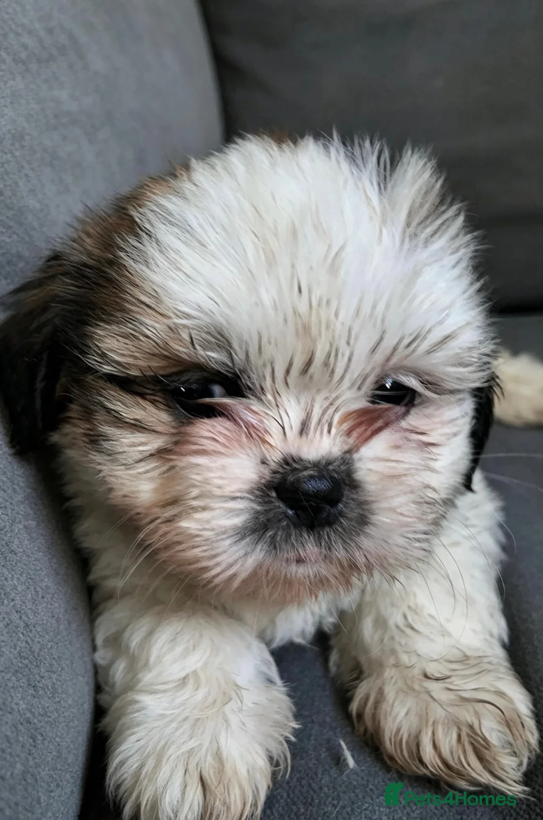Shih Tzu dogs for sale: Shih tzu puppies for sale  - Advert 17