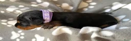 Dobermann dogs for sale: KC REGISTERED DOBERMAN PUPPIES - Advert 19