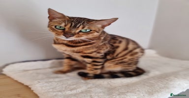 Bengal cats - Advert 4