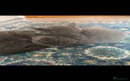 British Shorthair cats for sale: British shorthair kittens - Image 9