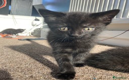 Mixed Breed cats for sale: 3 black Mixed breed kittens  - Image 2