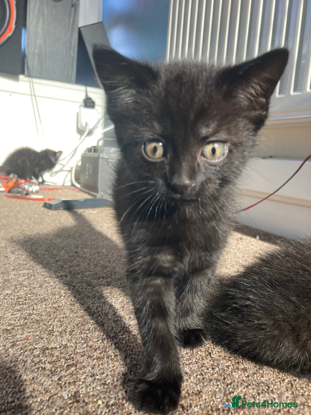 Mixed Breed cats for sale: 3 black Mixed breed kittens  - Image 2