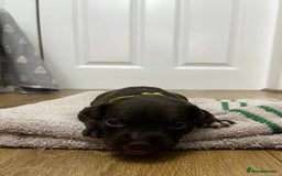 American Bull Staffy dogs for sale: Staffy Bull Puppies - Image 22