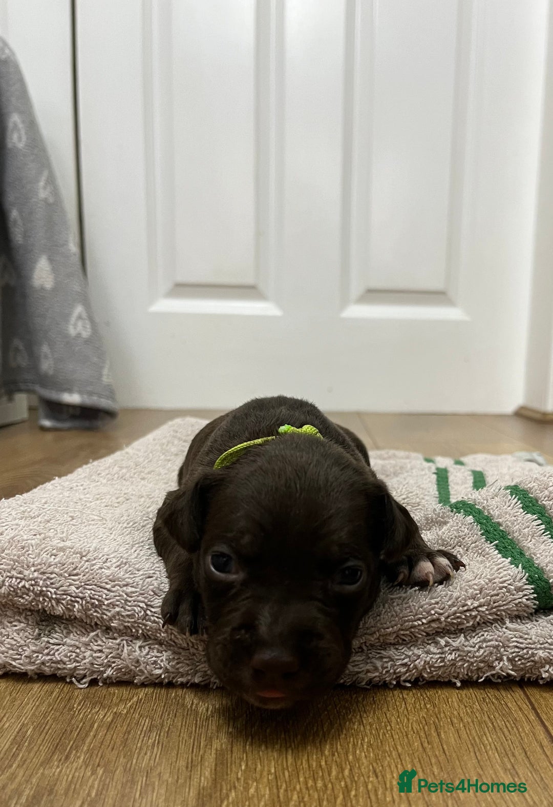 American Bull Staffy dogs for sale: Staffy Bull Puppies - Image 22