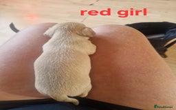 Mixed Breed dogs for sale: Chihuahua x jack russell pups - Image 4