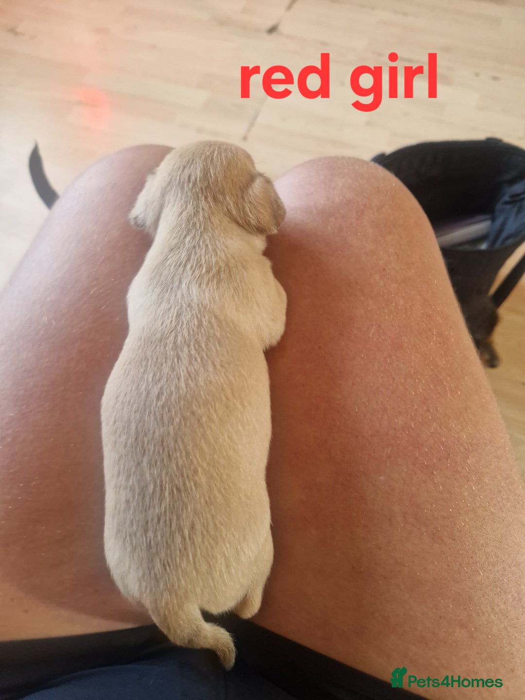 Mixed Breed dogs for sale: Chihuahua x jack russell pups - Image 4