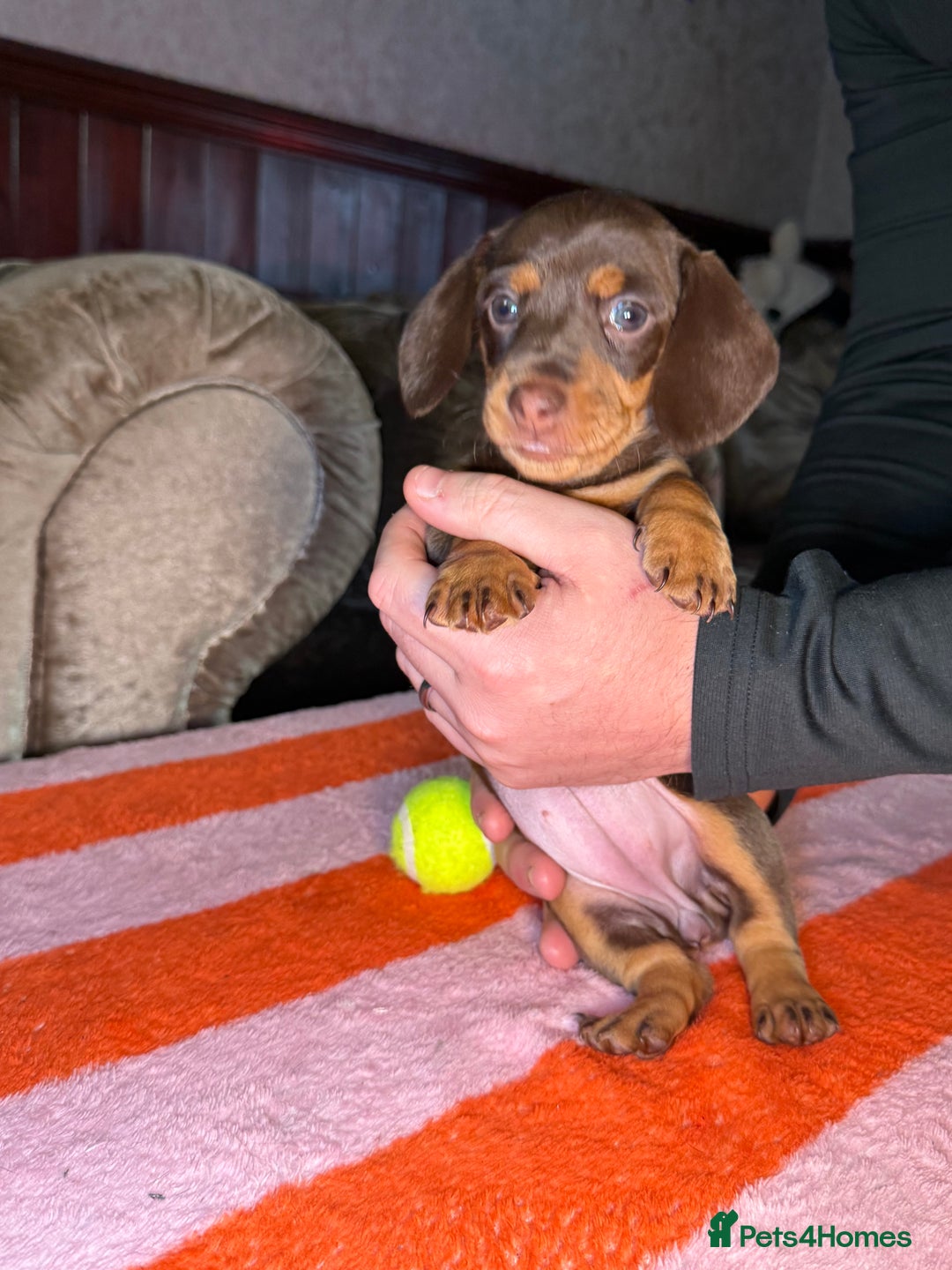 Dachshund dogs for sale: Beautiful Dachshund puppies, ready end of January  - Advert 12