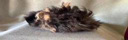 Guinea Pig rodents for sale: Baby Longhaired Sheltie Boars/Brothers RTR - Advert 4