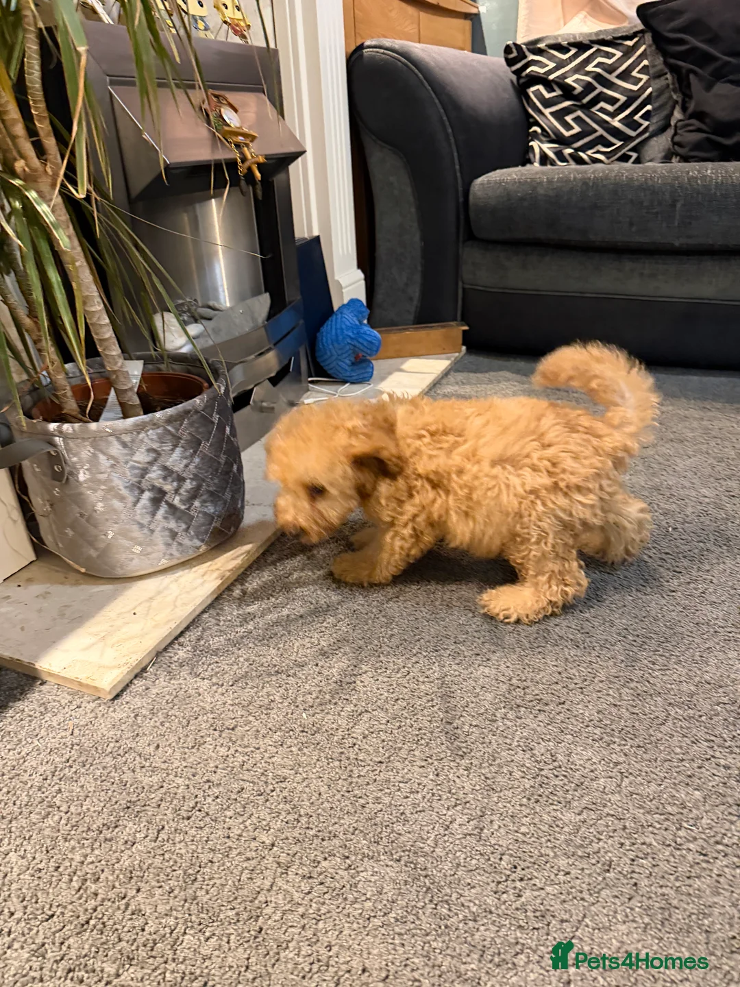 Labradoodle dogs for sale: 💙 Miniature labradoodle 15 weeks old ready now💙 - Advert 32