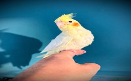 Cockatiels birds for sale: Handreared Lutino Cockatiels - Image 5