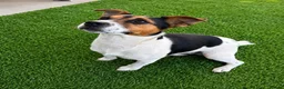Jack Russell dogs for stud: Jack Russel Stud Dog - Advert 2