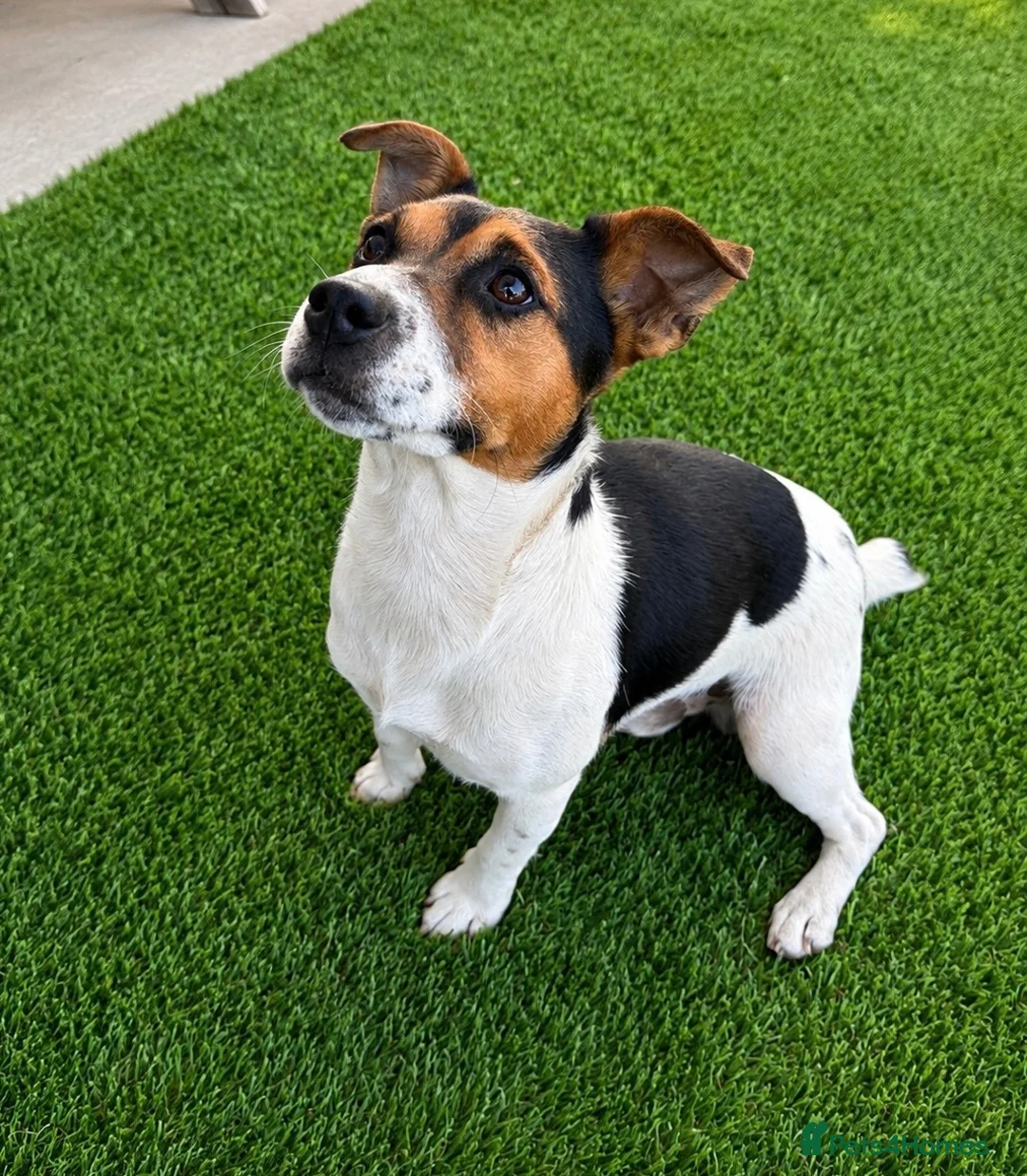 Jack Russell dogs for stud: Jack Russel Stud Dog - Advert 2