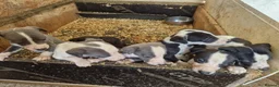 Whippet dogs for sale: Kc whippet puppies  - Advert 7