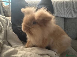 Lionhead rabbits 2 Year Old Female Lionhead Rabbit ‘Billie’ - Advert 1