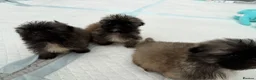 Pekingese dogs for sale: Kc sable Blk mask Pekingnese Russian lines - Advert 4