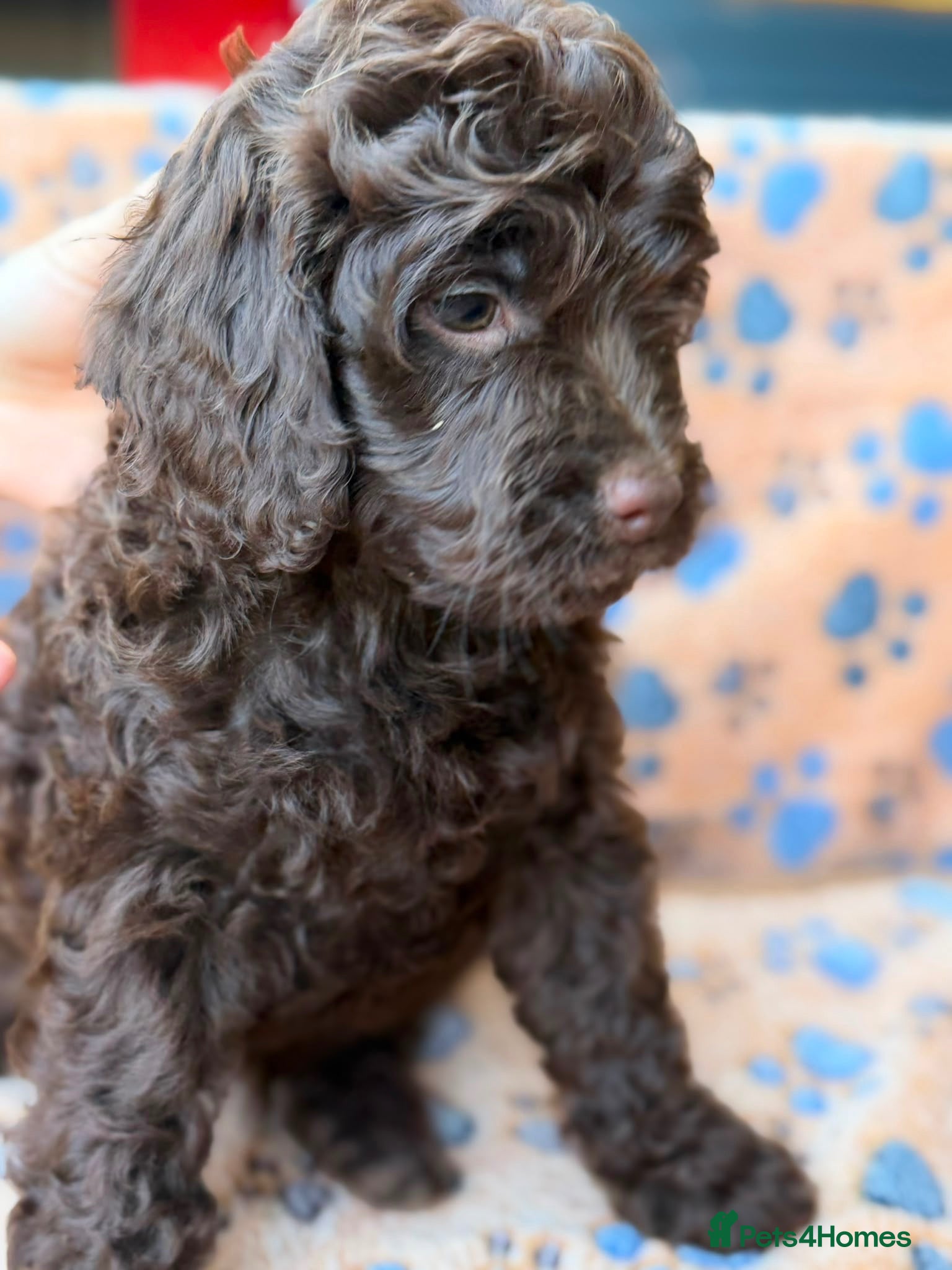 Cockapoo dogs ✨Ready now ✨ F1B Cockapoo Puppies 4 Left  - Advert 1