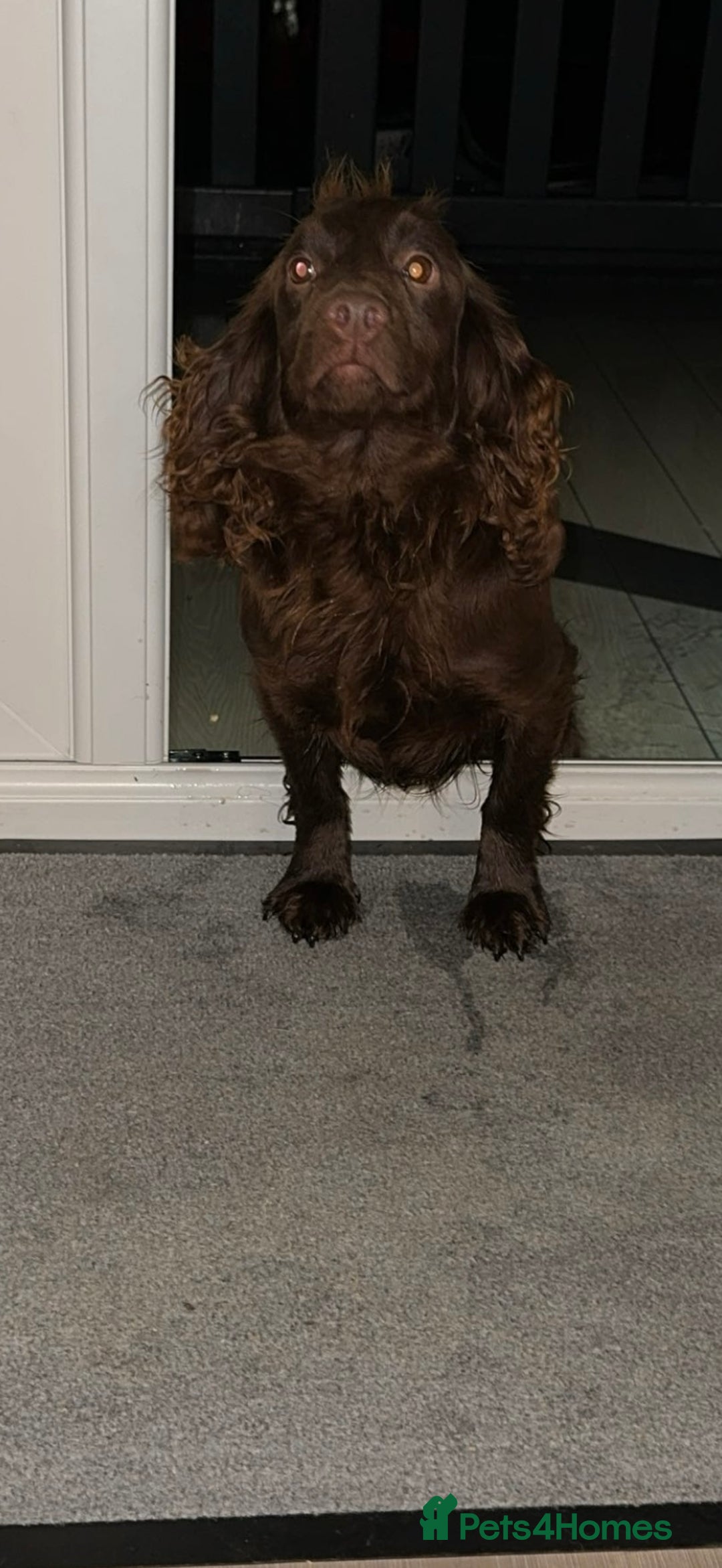 Cocker Spaniel dogs for sale: Pedigree health tested 5 generation pup available  - Advert 3