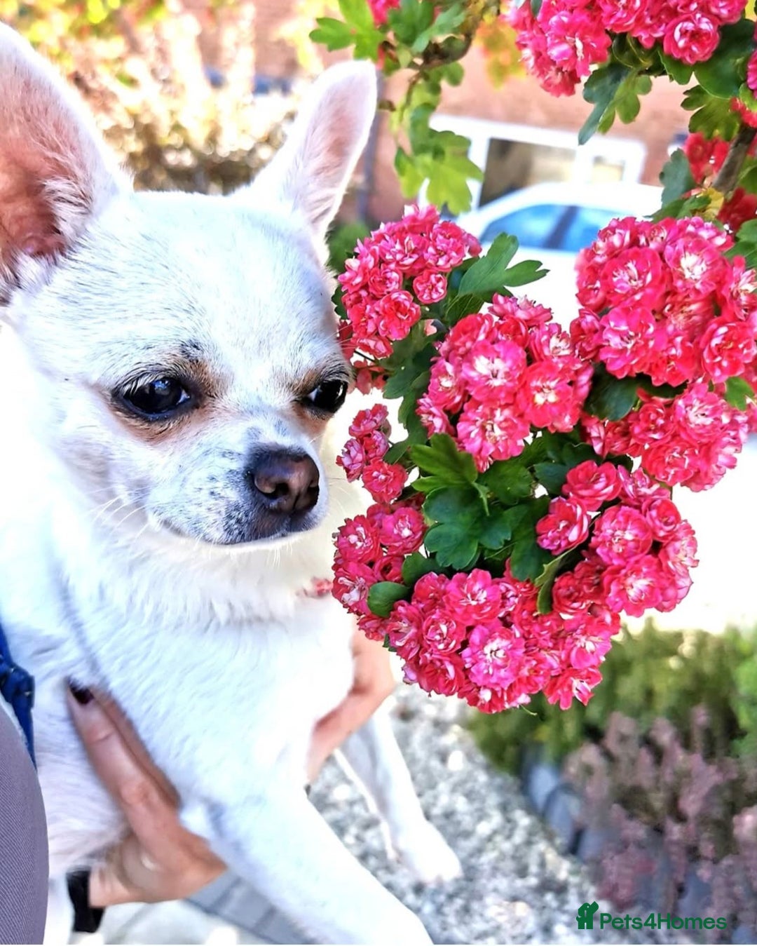 Chihuahua dogs for sale: Beautiful chihuahua puppies  - Advert 12