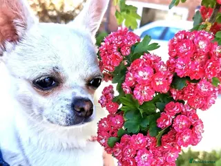 Chihuahua dogs Beautiful chihuahua puppies - Advert 5