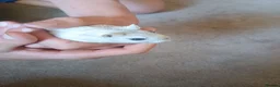 Gerbil rodents for sale: Two male gerbils  in Hereford - Advert 2