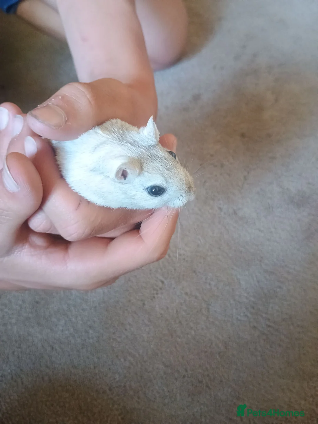 Gerbil rodents for sale: Two male gerbils  in Hereford - Advert 2