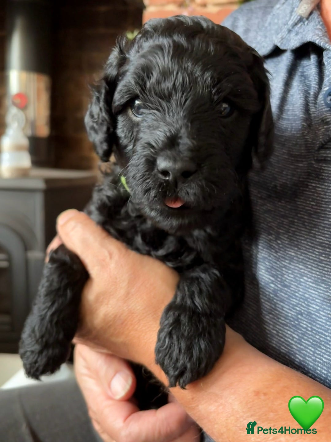 Labradoodle dogs for sale: Labradoodle Puppies 10 weeks 14 Nov 25 - Image 18