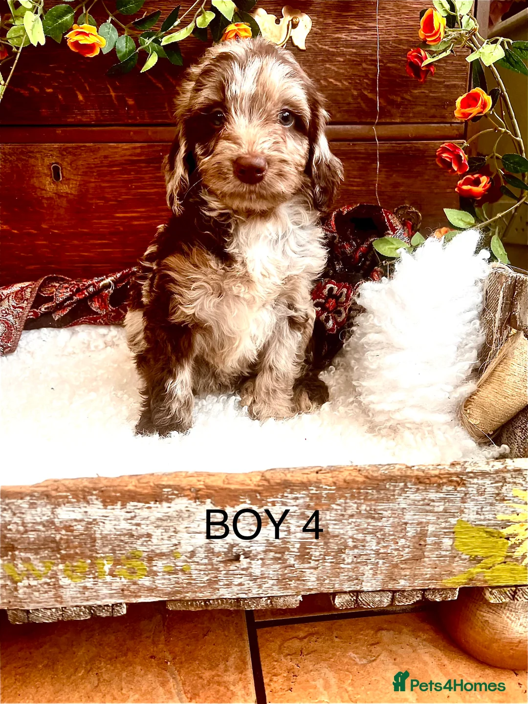 Sproodle dogs for sale: Chocolate Sproodle Puppies rare Merle  - Advert 26