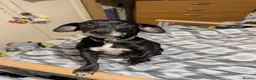 Mixed Breed dogs for sale: Dog  **   in Heckmondwike - Advert 1