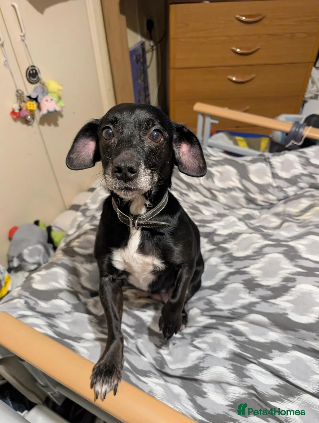 Mixed Breed dogs for sale: Dog  **   in Heckmondwike - Advert 1