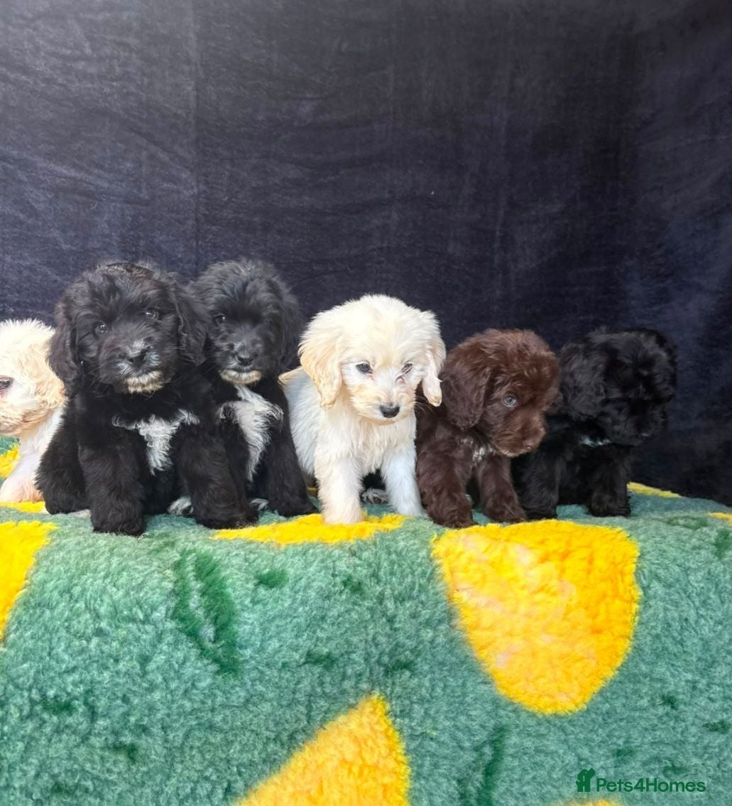 Cockapoo dogs Adorable cockapoo puppys  - Advert 2