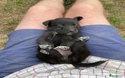 Borador dogs for sale: Beautiful Collie x Labrador Puppies - Image 5