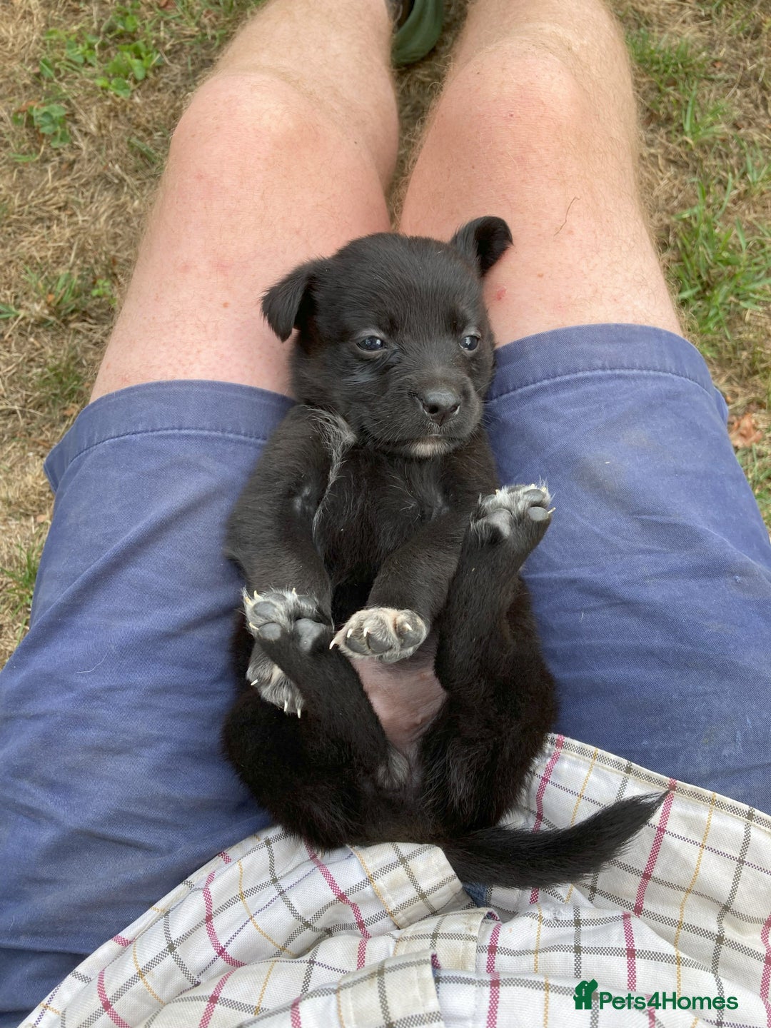 Borador dogs for sale: Beautiful Collie x Labrador Puppies - Image 5